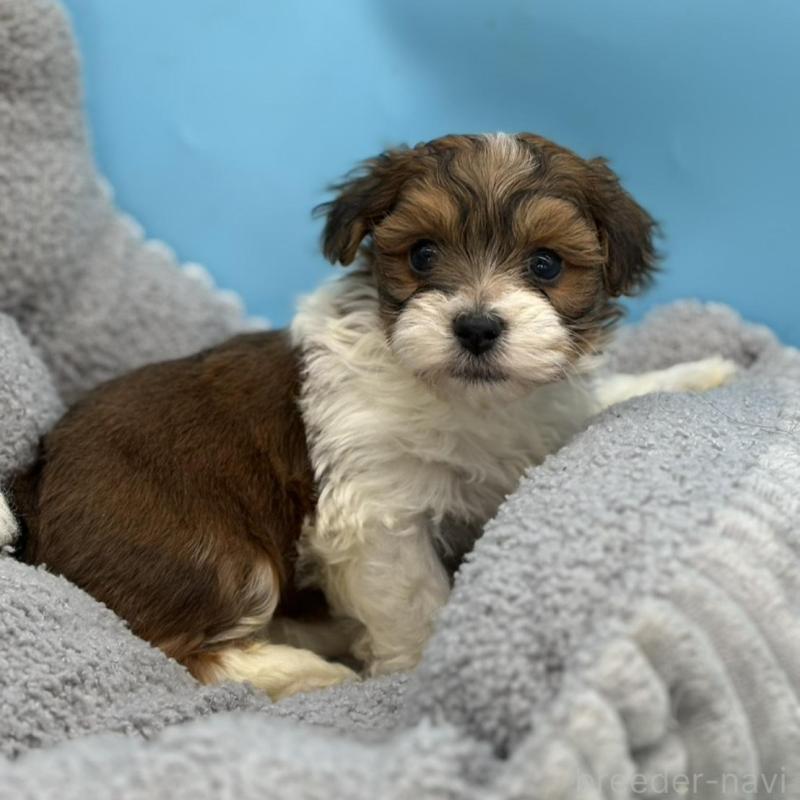 販売中の長野県のハバニーズ-441334の3枚目