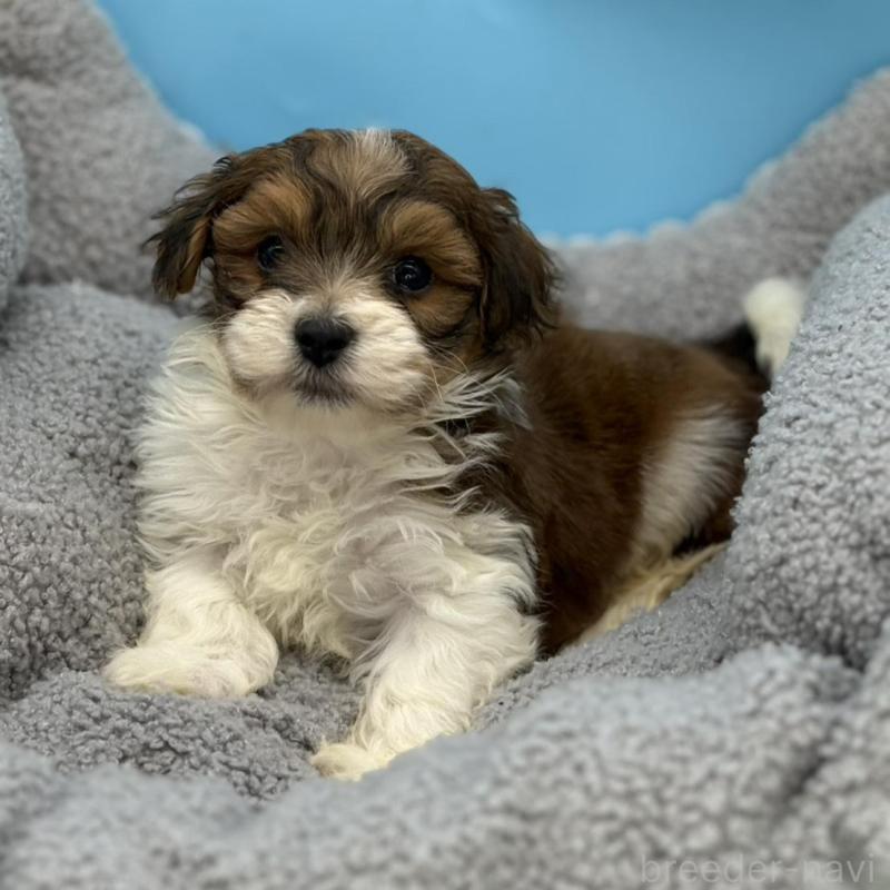 販売中の長野県のハバニーズ-441334の2枚目