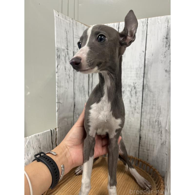 販売中の山梨県のイタリアングレーハウンド(イタグレ)-423826の2枚目