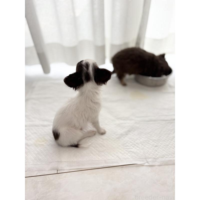 販売中の兵庫県のチワワ(ロングコート)-434655の9枚目