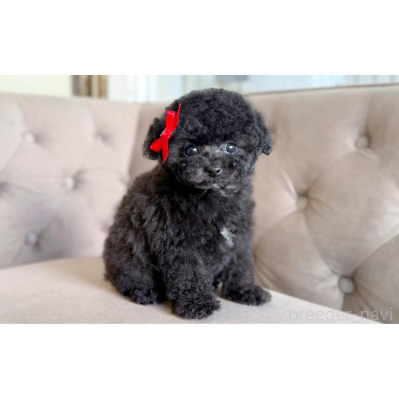 販売中の愛知県のタイニープードル-441338の4枚目