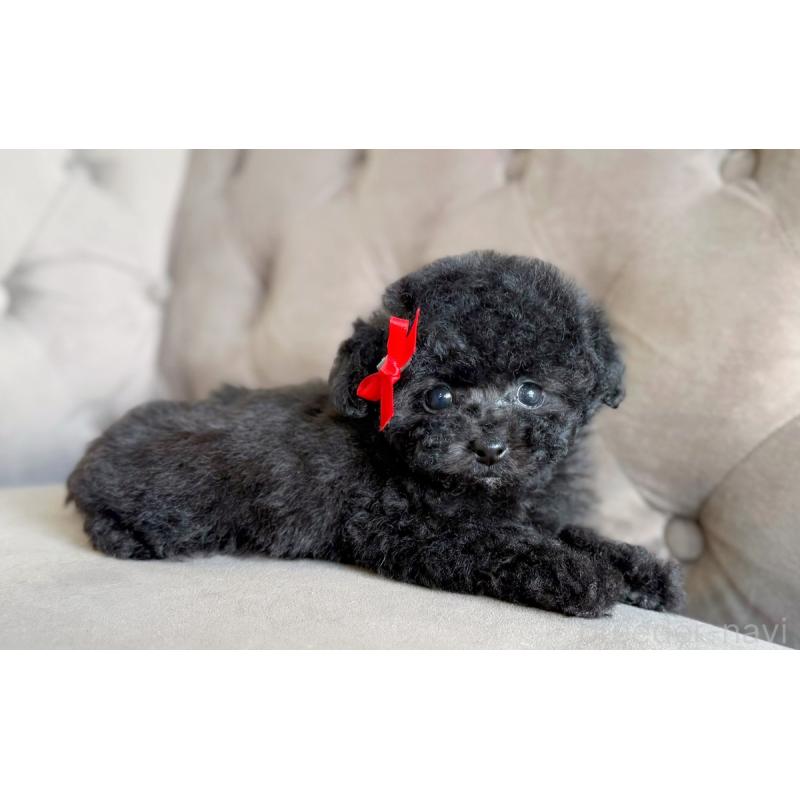 販売中の愛知県のタイニープードル-441338の3枚目