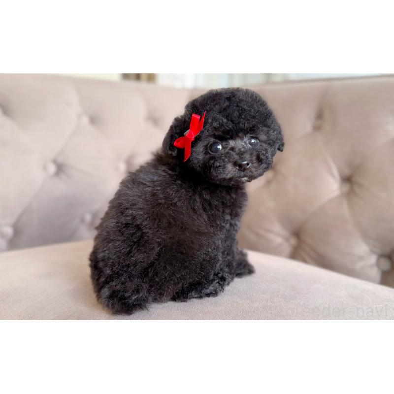 販売中の愛知県のタイニープードル-441338の2枚目