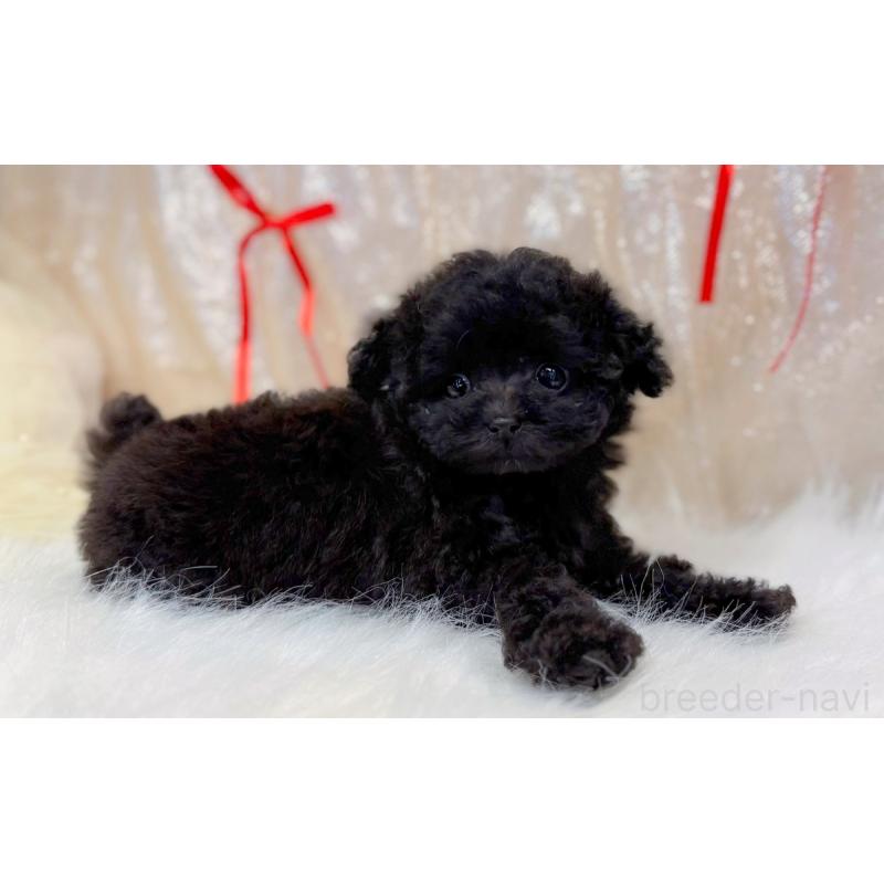 販売中の愛知県のティーカッププードル-441339の4枚目