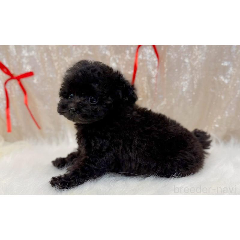 販売中の愛知県のティーカッププードル-441339の3枚目