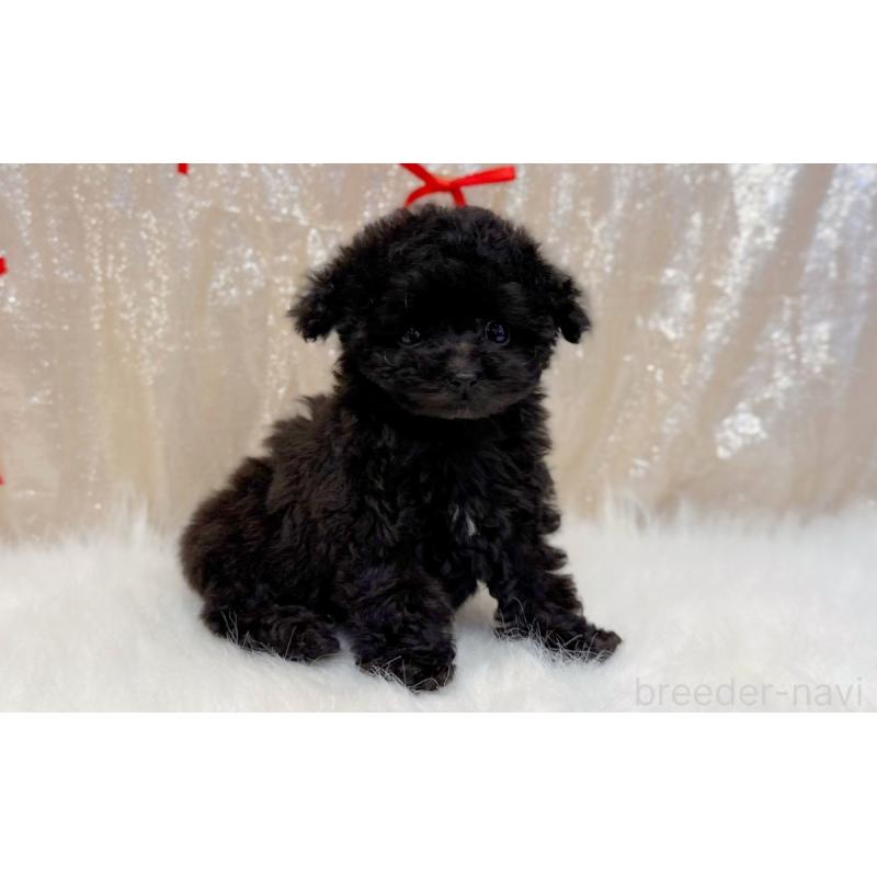 販売中の愛知県のティーカッププードル-441339の2枚目