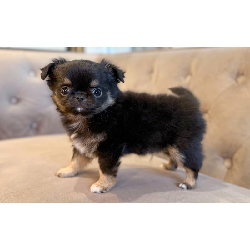 販売中の愛知県のチワワ(ロングコート)-441340の4枚目