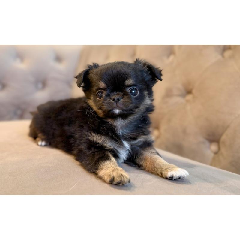 販売中の愛知県のチワワ(ロングコート)-441340の3枚目