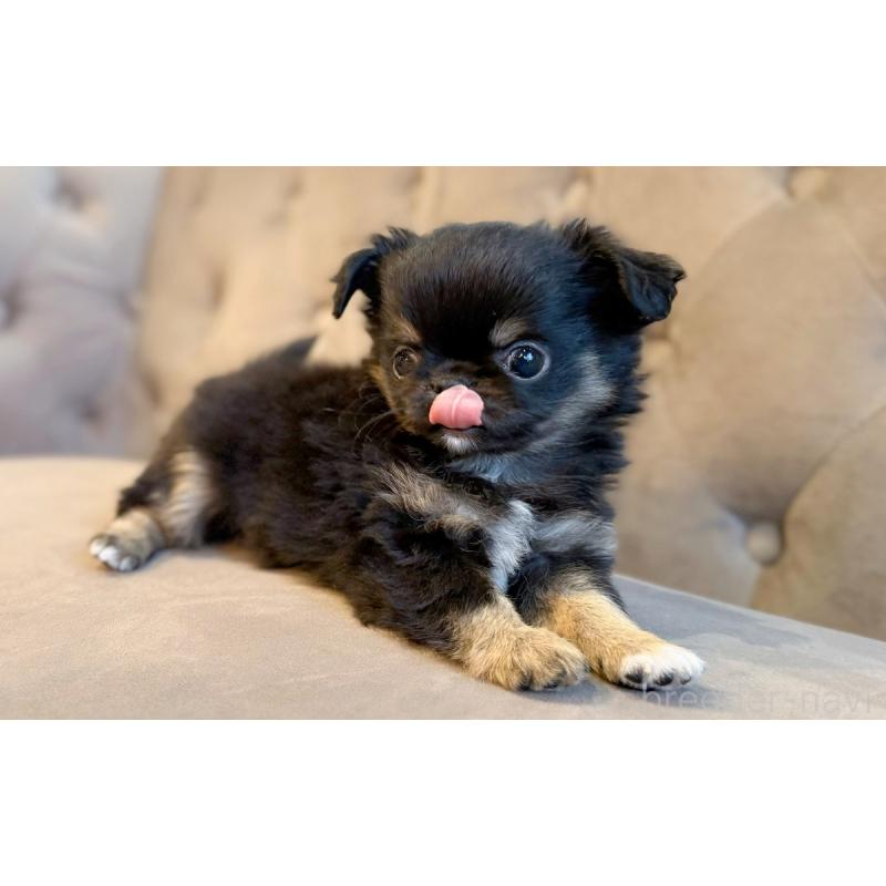 販売中の愛知県のチワワ(ロングコート)-441340の2枚目