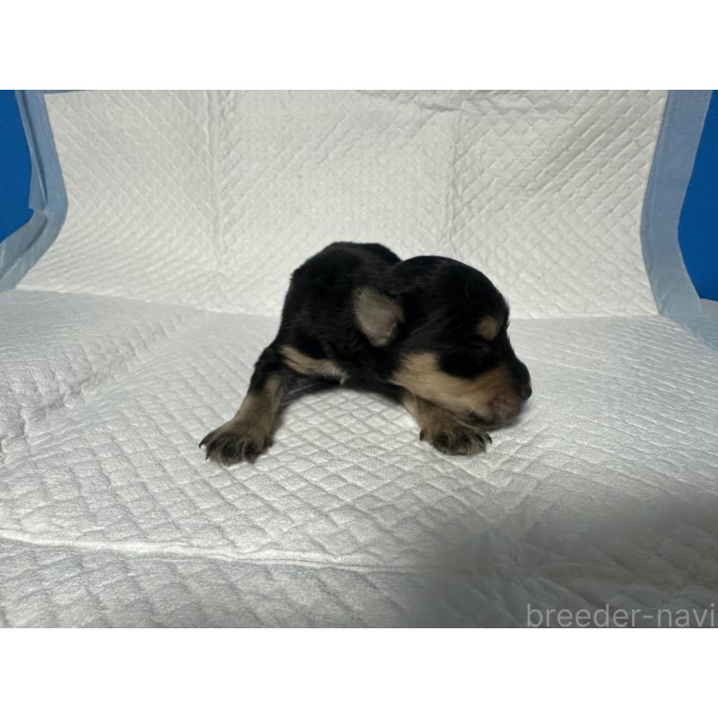 販売中の奈良県のミニチュアシュナウザー-441342の3枚目