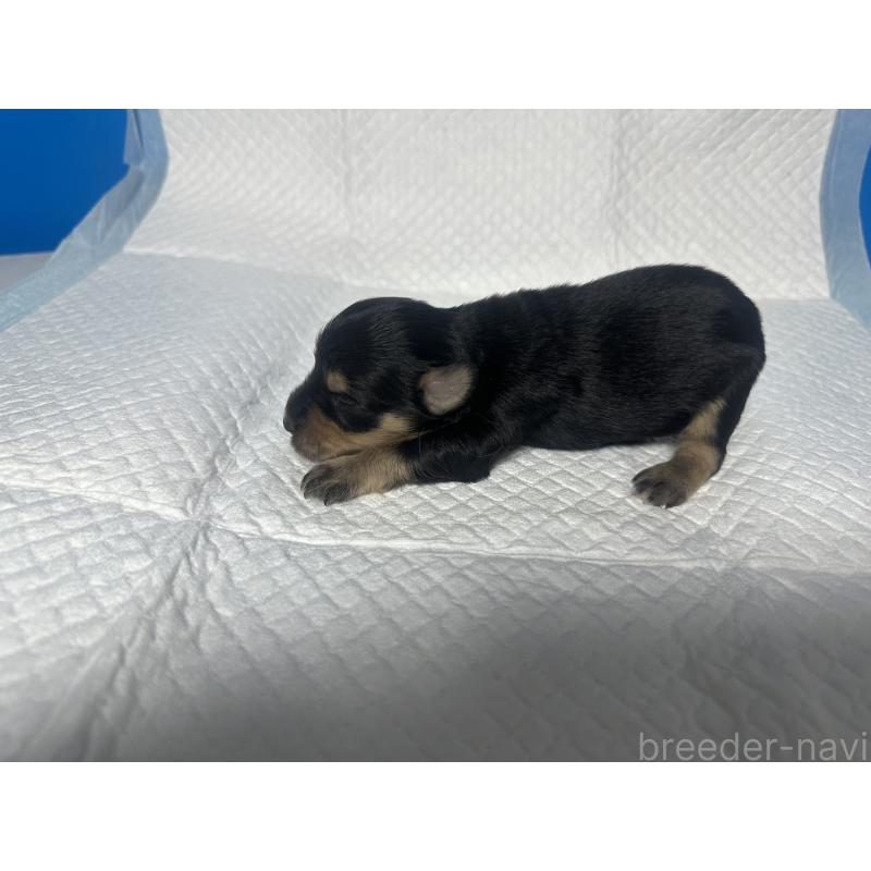 販売中の奈良県のミニチュアシュナウザー-441342の2枚目