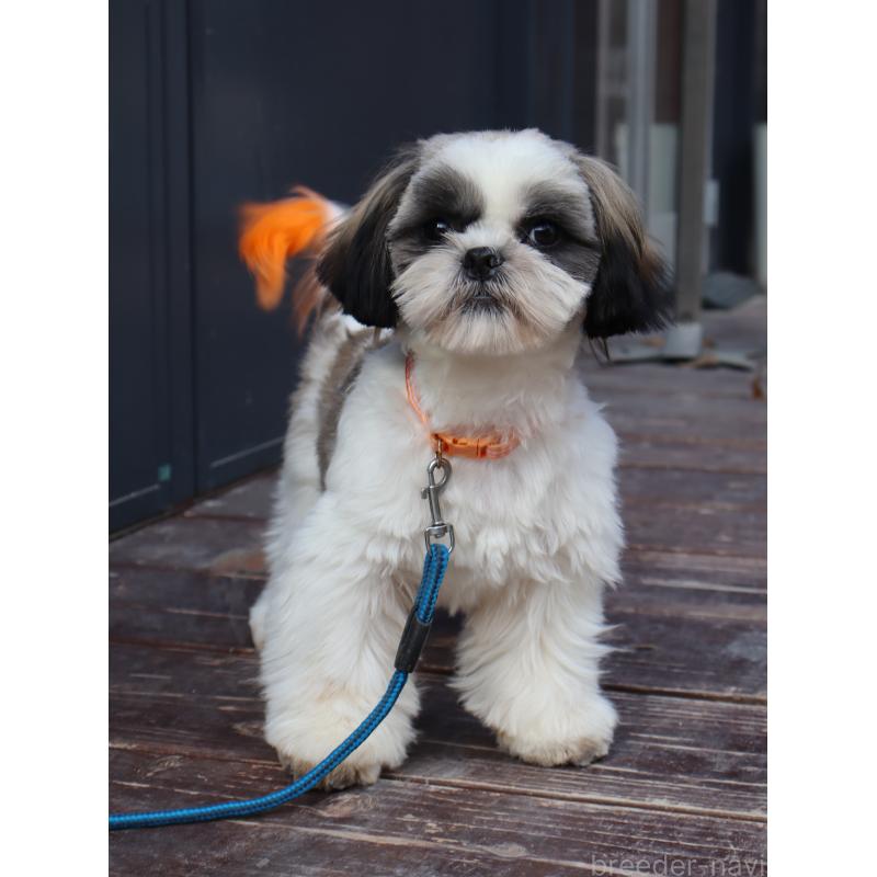 販売中の山口県のシーズー-436702の3枚目