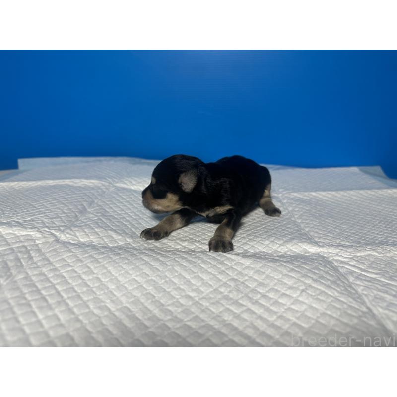 販売中の奈良県のミニチュアシュナウザー-441343の4枚目