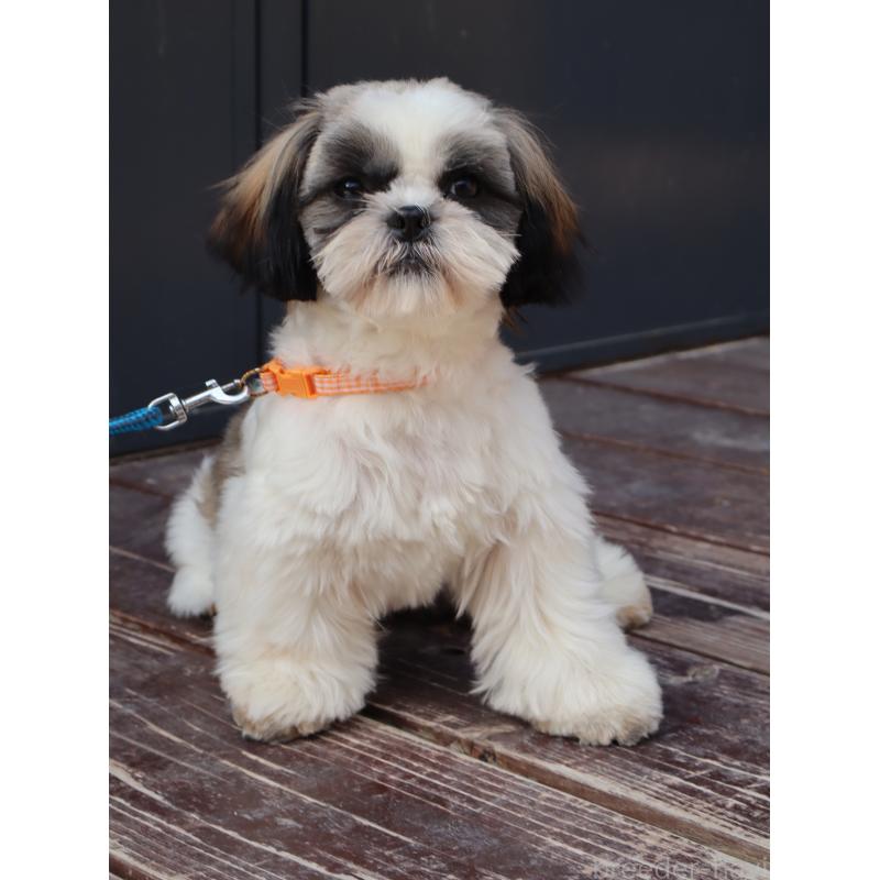 販売中の山口県のシーズー-436702の2枚目