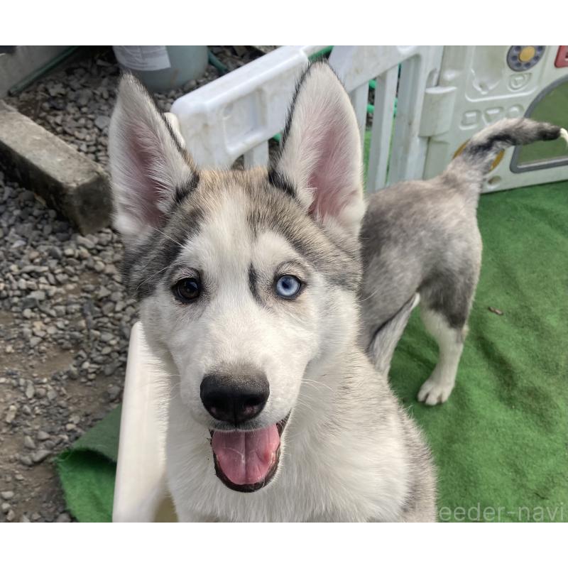 販売中の静岡県のシベリアンハスキー-425189