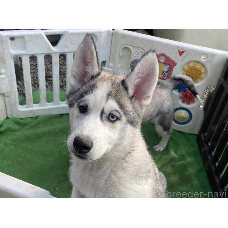 販売中の静岡県のシベリアンハスキー-425189の2枚目