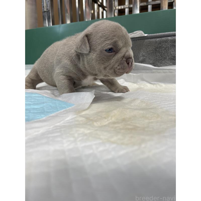 商談中の滋賀県のエキゾチックブリー-440730の2枚目