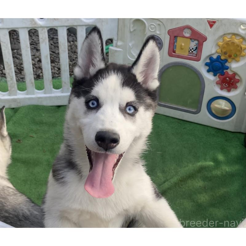 販売中の静岡県のシベリアンハスキー-425190