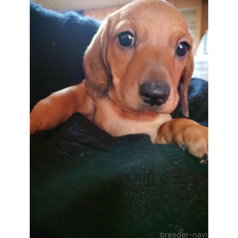 販売中の長野県のミニチュアダックスフンド(スムースヘアード)-441213の5枚目