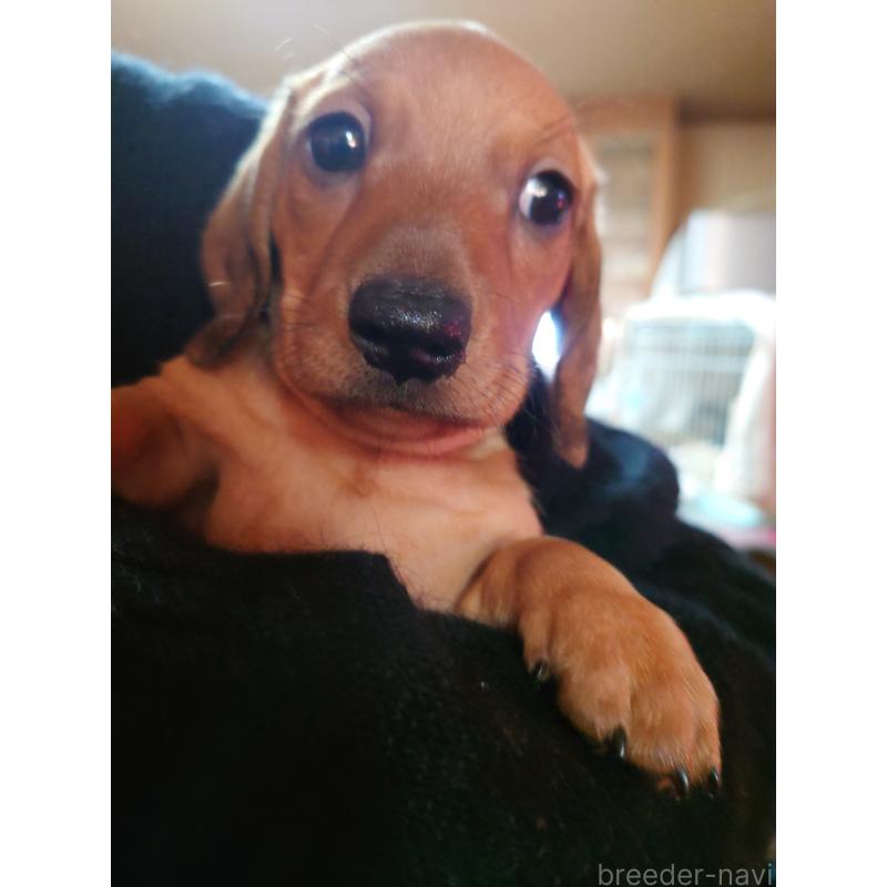 販売中の長野県のミニチュアダックスフンド(スムースヘアード)-441213の4枚目