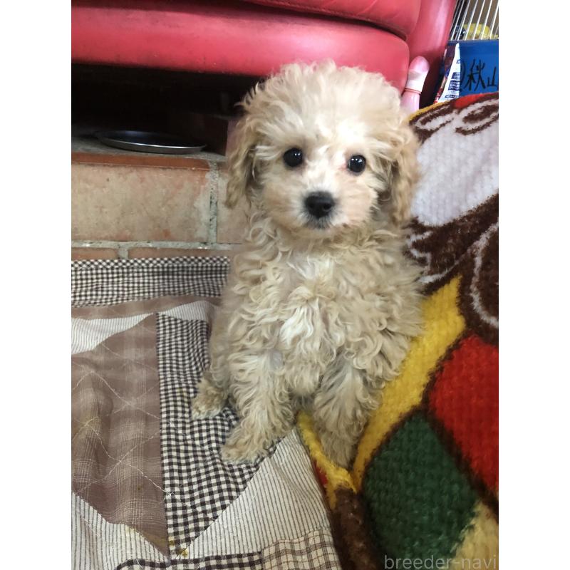 販売中の兵庫県のトイプードル-439039