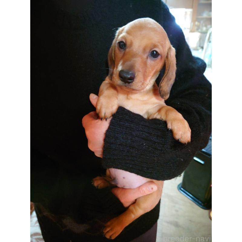 販売中の長野県のミニチュアダックスフンド(スムースヘアード)-441213の2枚目