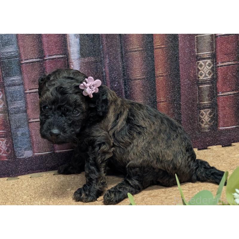 販売中の茨城県のトイプードル-441344の4枚目