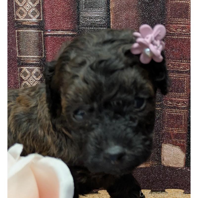 販売中の茨城県のトイプードル-441344の3枚目