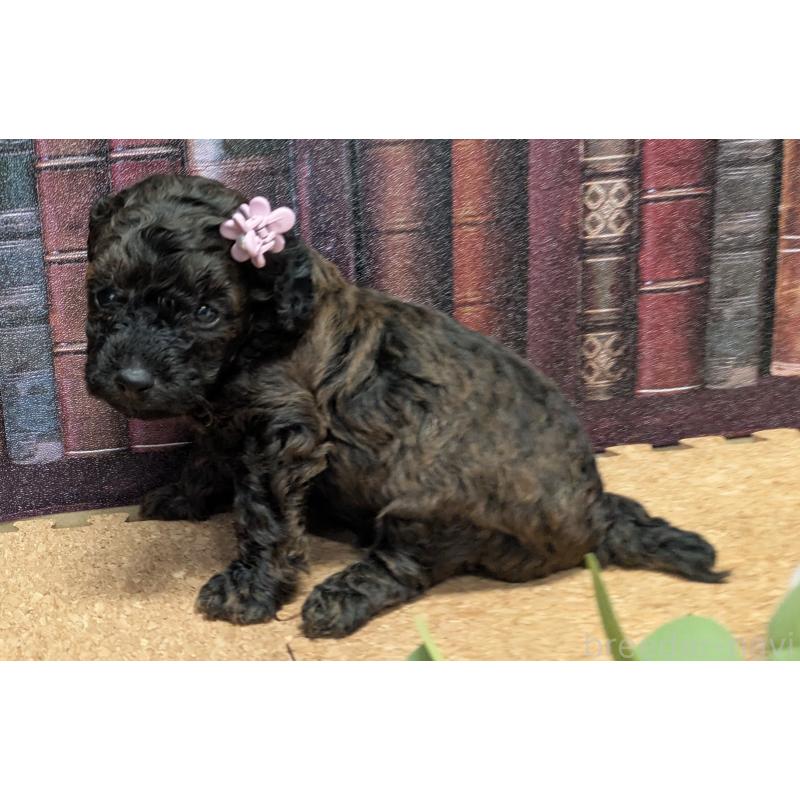 販売中の茨城県のトイプードル-441344の2枚目