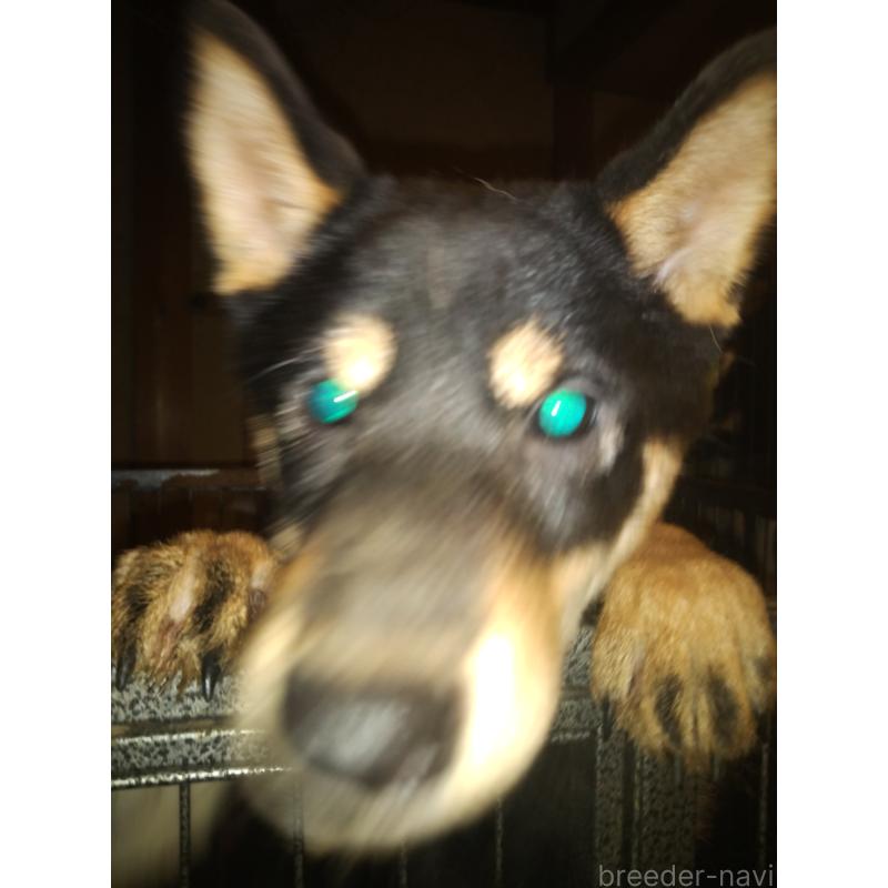 販売中の岐阜県の柴犬-390841の2枚目