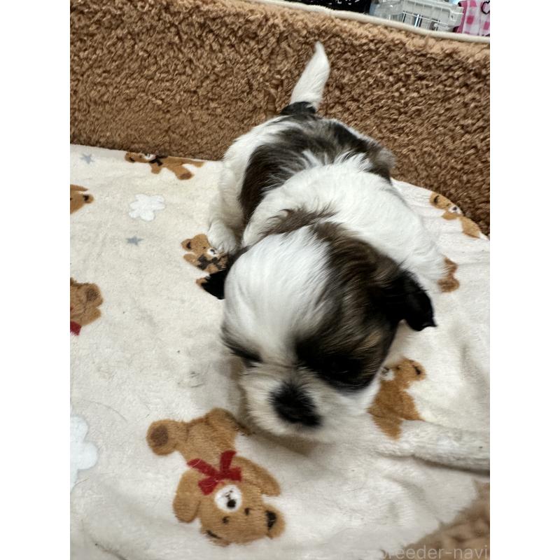 販売中の岡山県のシーズー-441474の13枚目