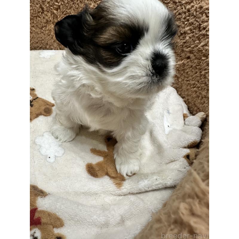 販売中の岡山県のシーズー-441474の10枚目