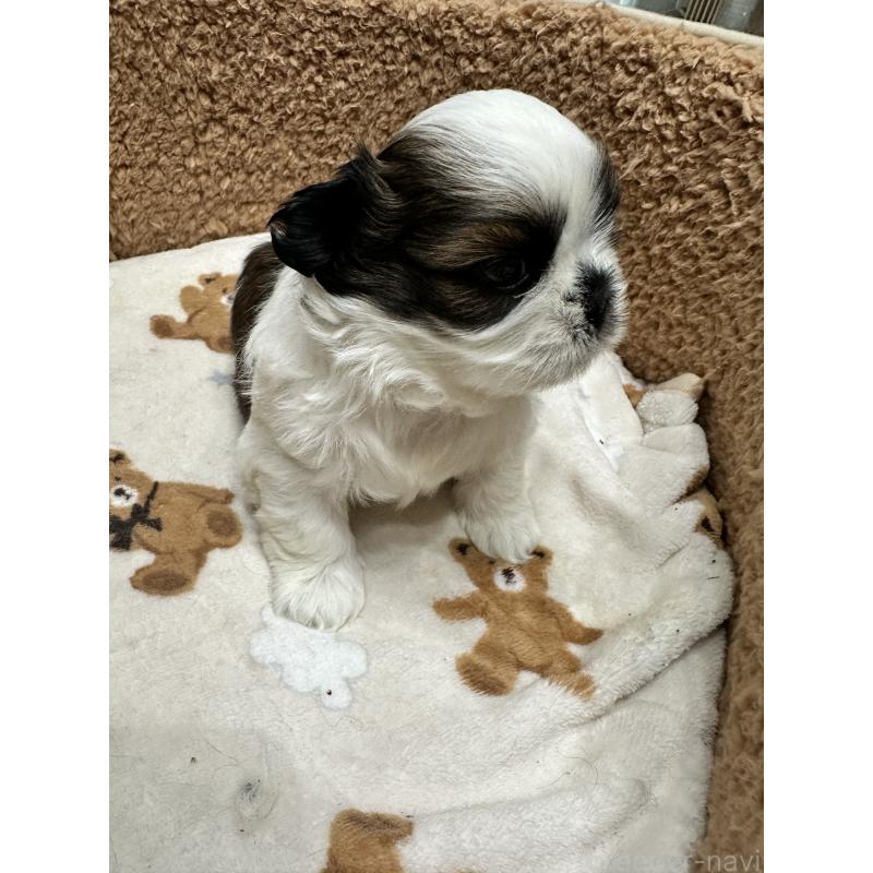 販売中の岡山県のシーズー-441474の8枚目