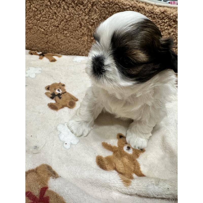 販売中の岡山県のシーズー-441474の6枚目