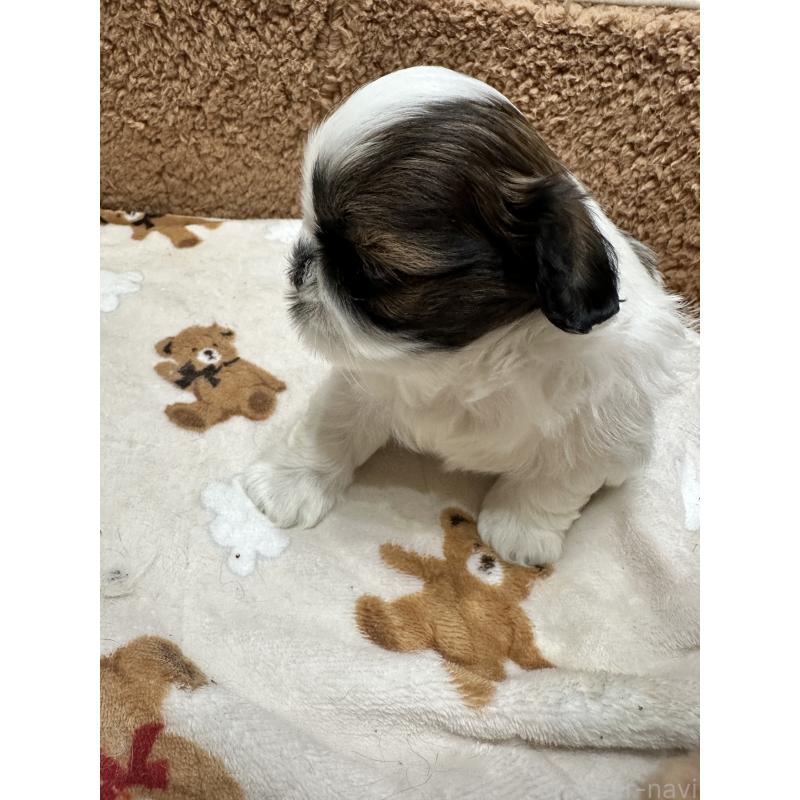 販売中の岡山県のシーズー-441474の5枚目