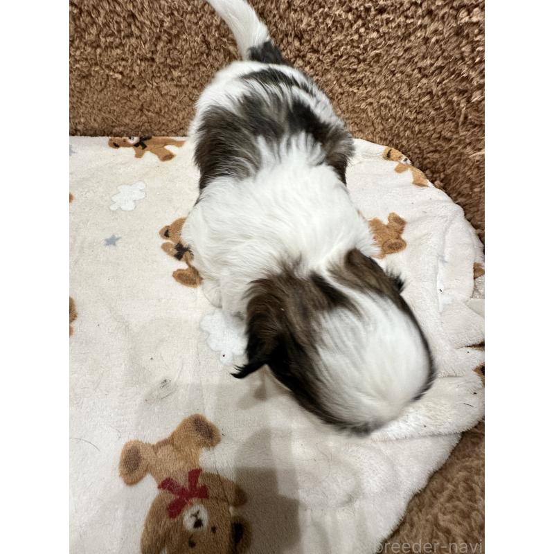 販売中の岡山県のシーズー-441474の4枚目