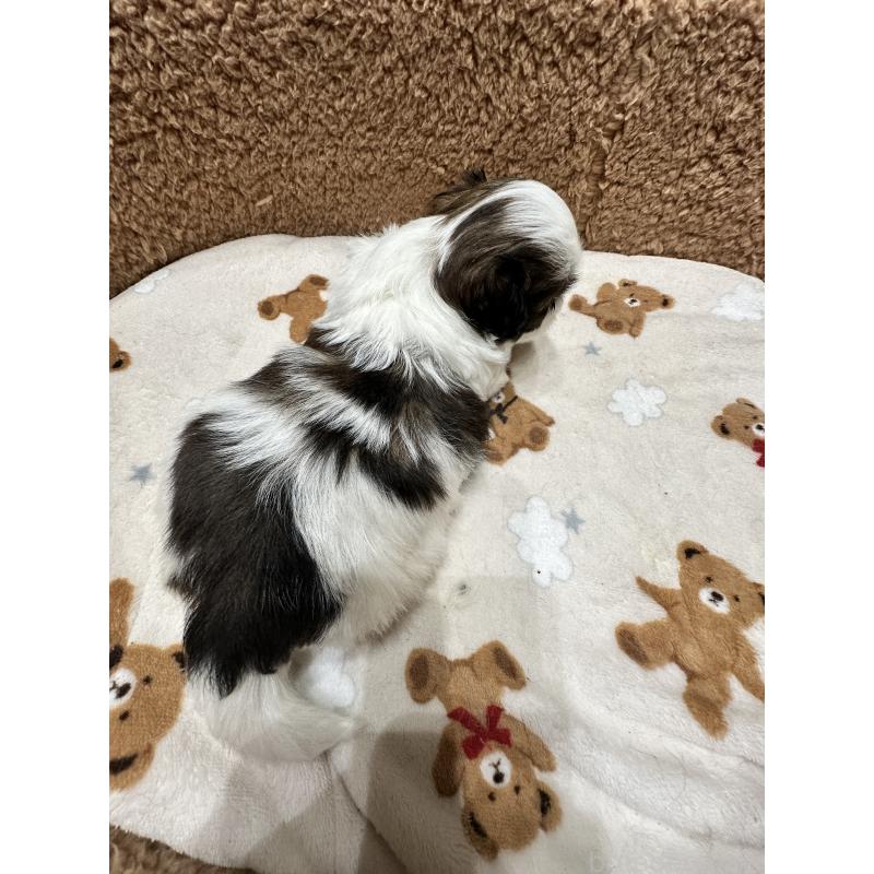 販売中の岡山県のシーズー-441474の3枚目