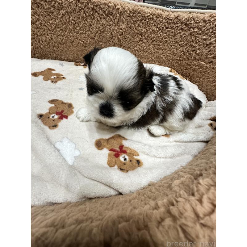 販売中の岡山県のシーズー-441474の2枚目