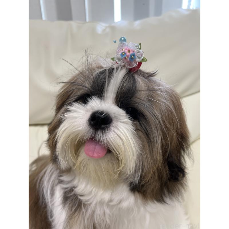 ティファニーちゃん1枚目