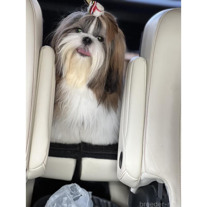 ティファニーちゃん1枚目