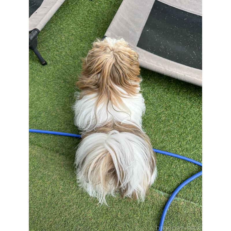 ティファニーちゃん1枚目