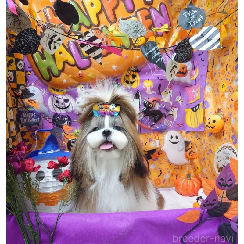 ティファニーちゃん1枚目