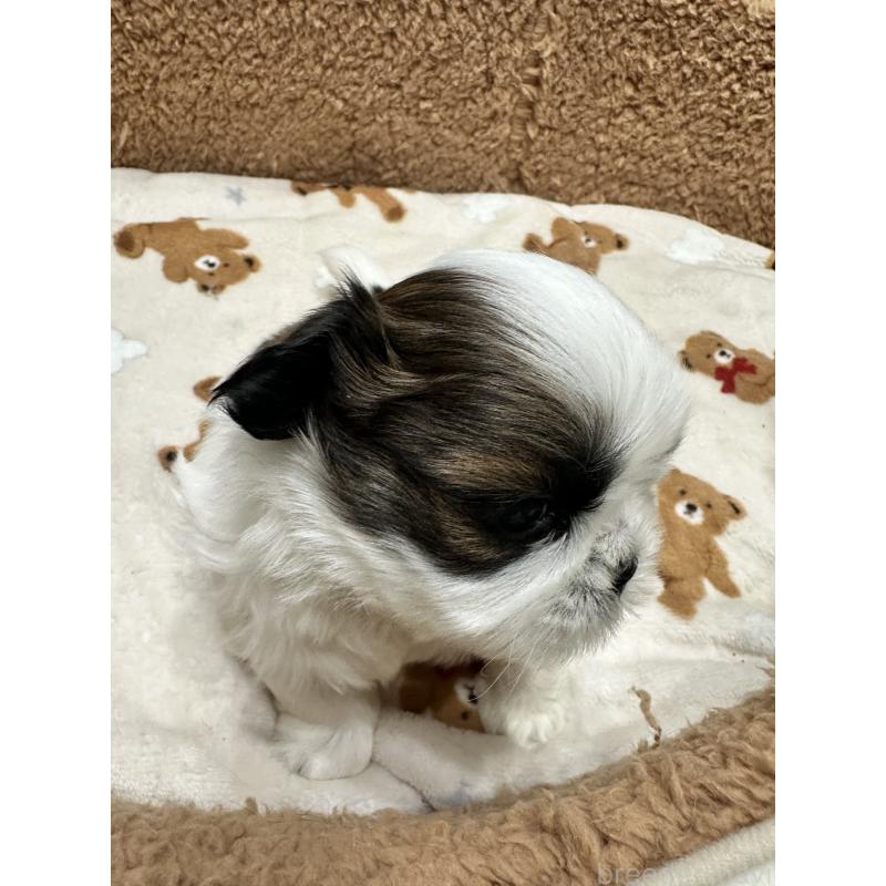 販売中の岡山県のシーズー-441475の13枚目