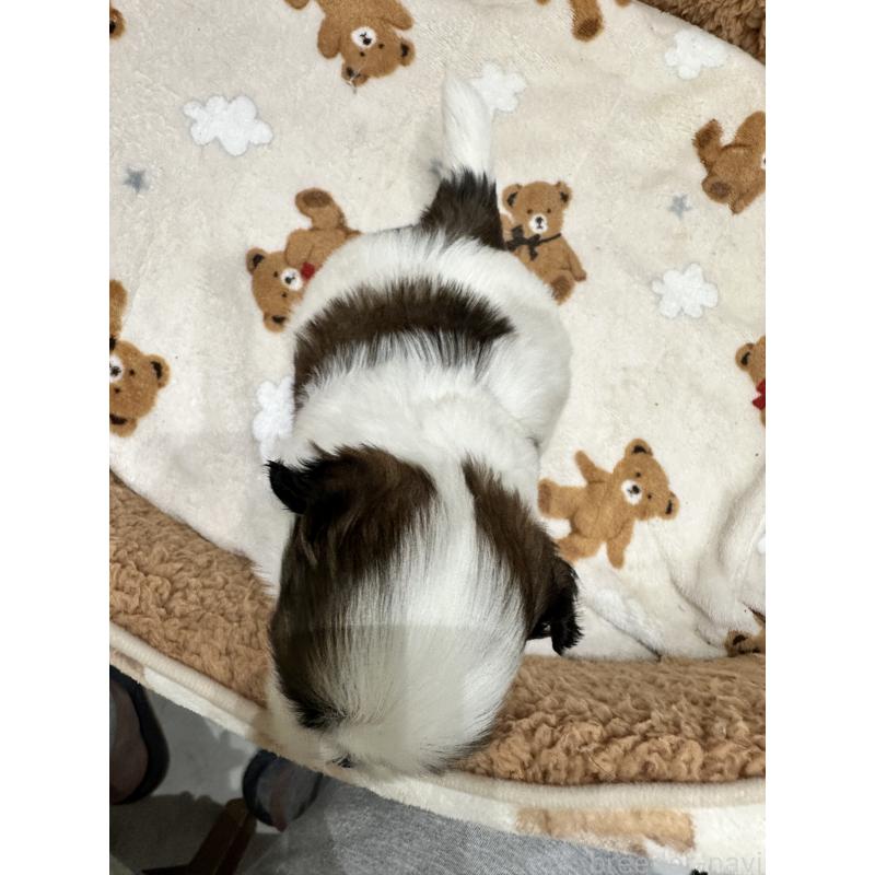 販売中の岡山県のシーズー-441475の11枚目