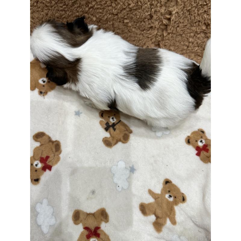 販売中の岡山県のシーズー-441475の10枚目