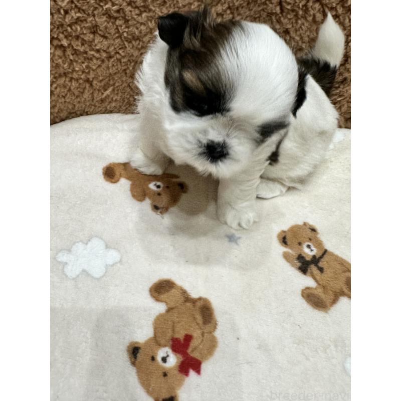 販売中の岡山県のシーズー-441475の9枚目