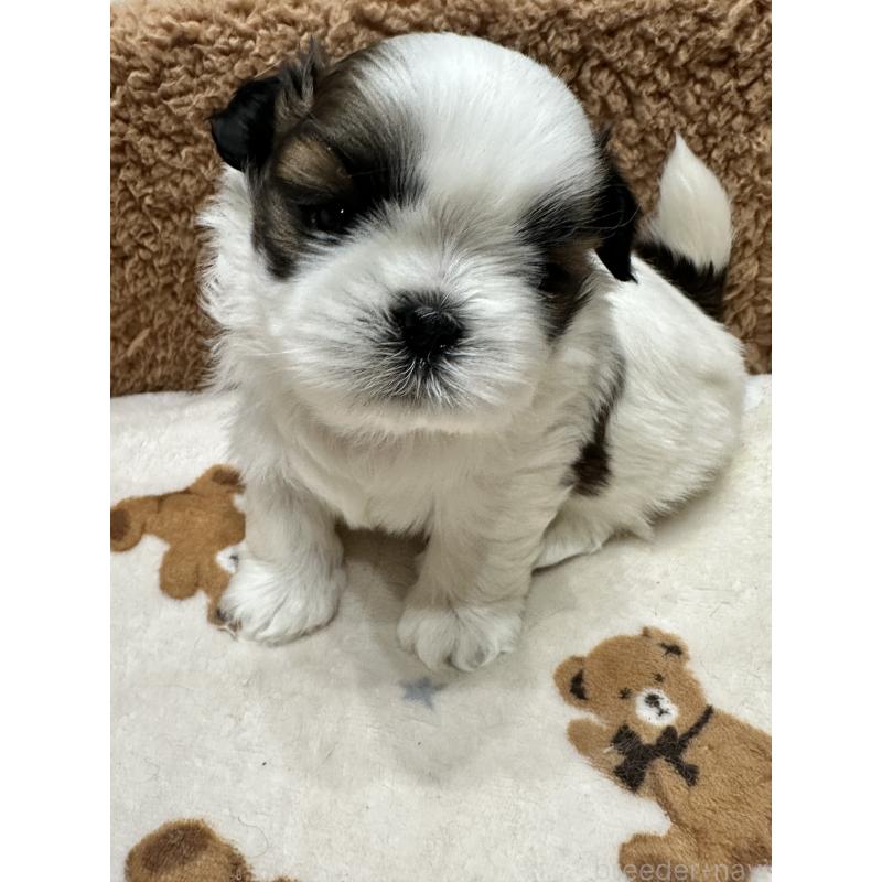 販売中の岡山県のシーズー-441475の8枚目