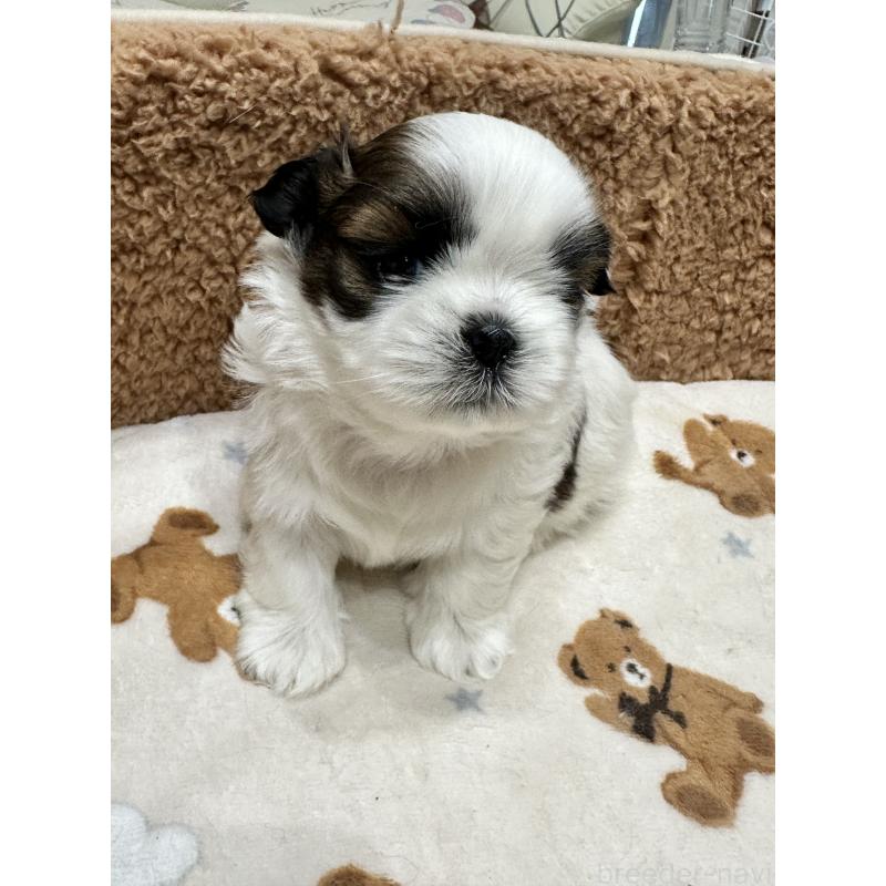 販売中の岡山県のシーズー-441475の7枚目