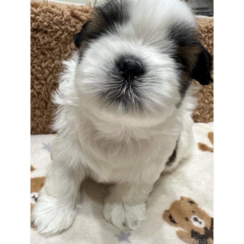 販売中の岡山県のシーズー-441475の6枚目