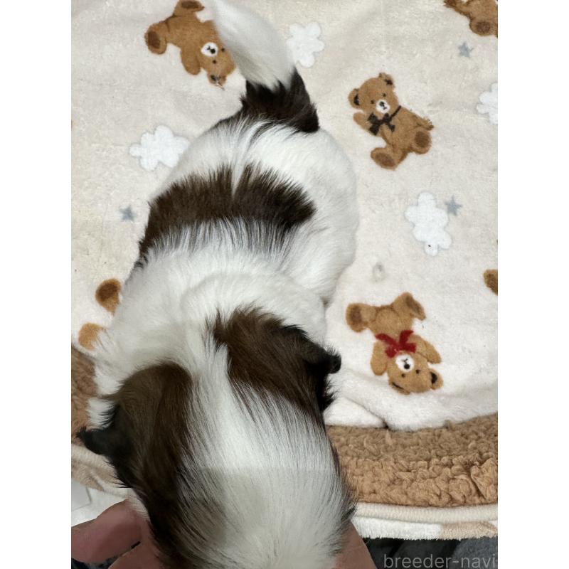 販売中の岡山県のシーズー-441475の5枚目